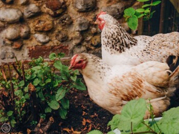 Sparrow Green Farm Cottage