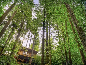 Treetop Cabin