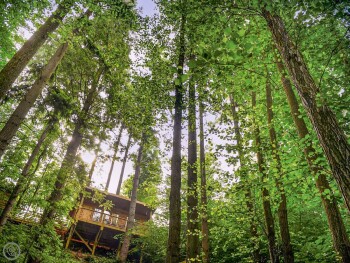 Treetop Cabin